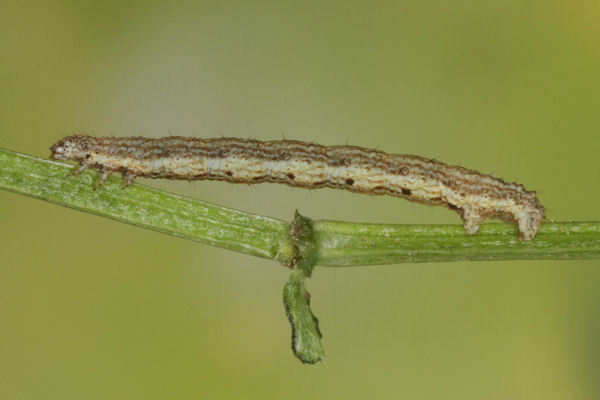 Coenotephria ablutaria hangayi: Bild 33