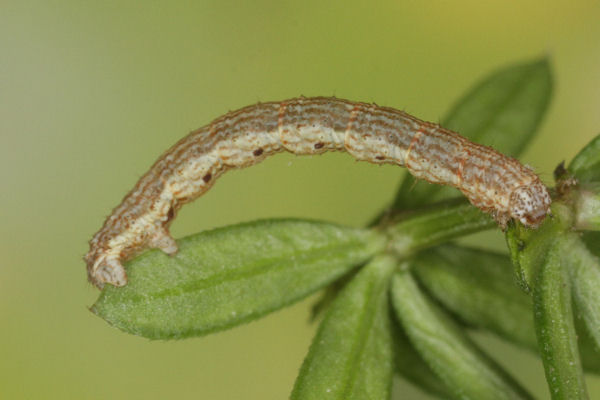 Coenotephria ablutaria hangayi: Bild 34