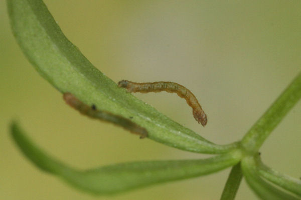 Coenotephria ablutaria hangayi: Bild 16