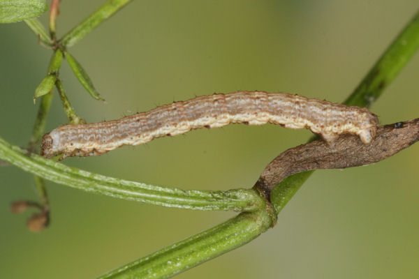 Coenotephria ablutaria hangayi: Bild 26