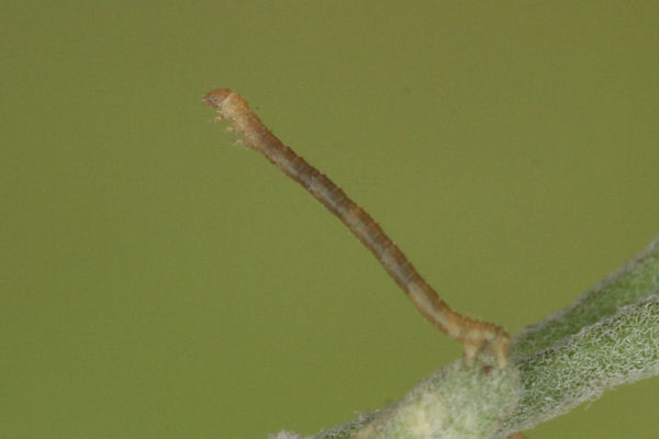 Eupithecia semigraphata: Bild 4