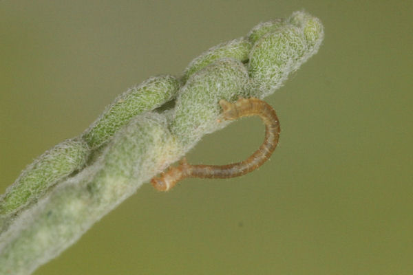 Eupithecia semigraphata: Bild 6