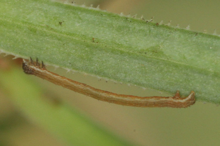Dicrognophos sartata: Bild 7