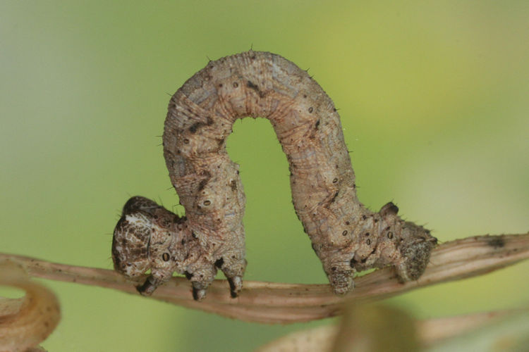 Dicrognophos sartata: Bild 37