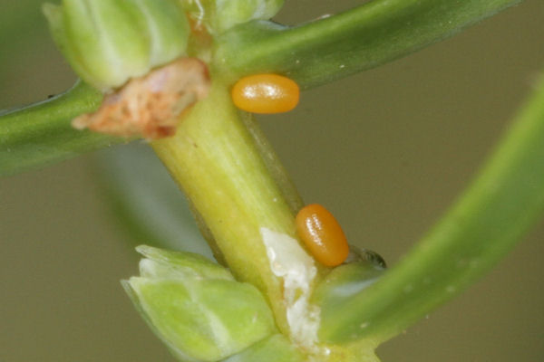 Eupithecia ericeata: Bild 6