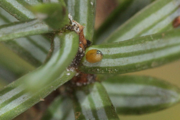 Eupithecia ericeata: Bild 11