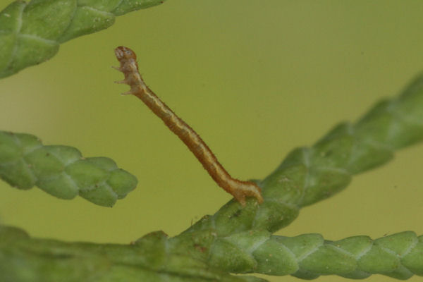 Eupithecia ericeata: Bild 16