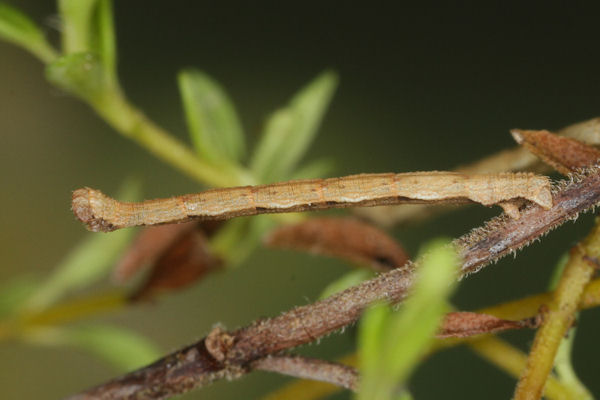 Idaea camparia: Bild 20