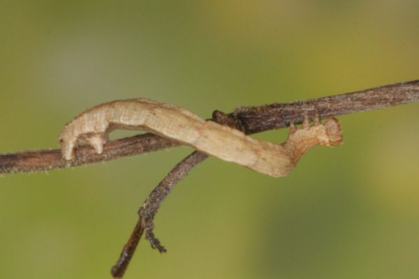 Idaea camparia: Bild 24