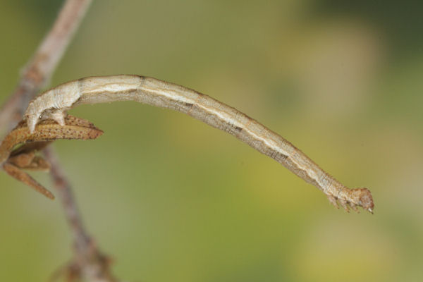 Idaea camparia: Bild 25