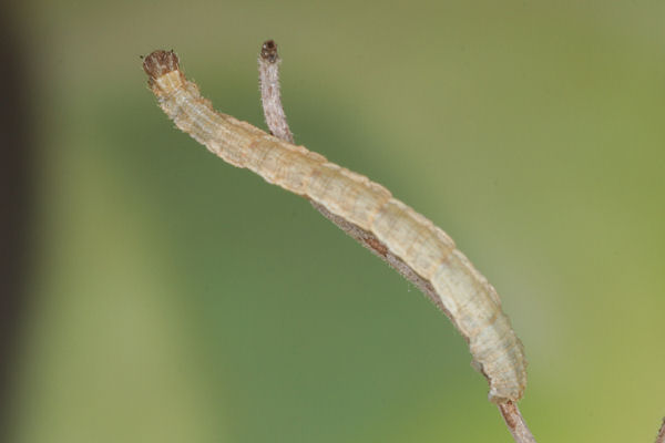 Idaea camparia: Bild 30