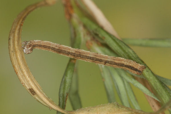 Scopula ternata: Bild 53