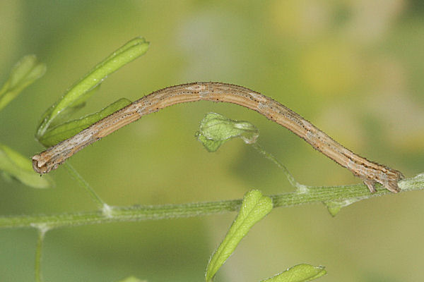 Rhodostrophia discopunctata: Bild 52