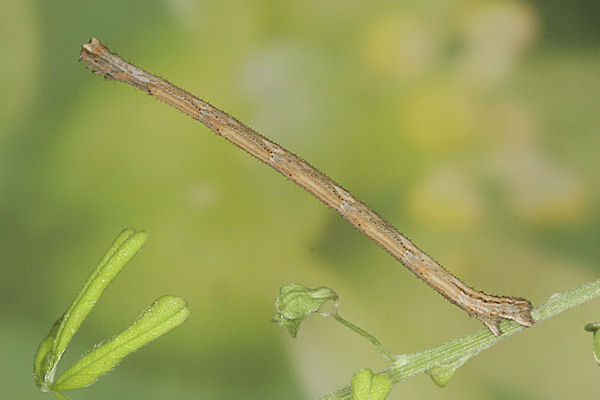 Rhodostrophia discopunctata: Bild 53