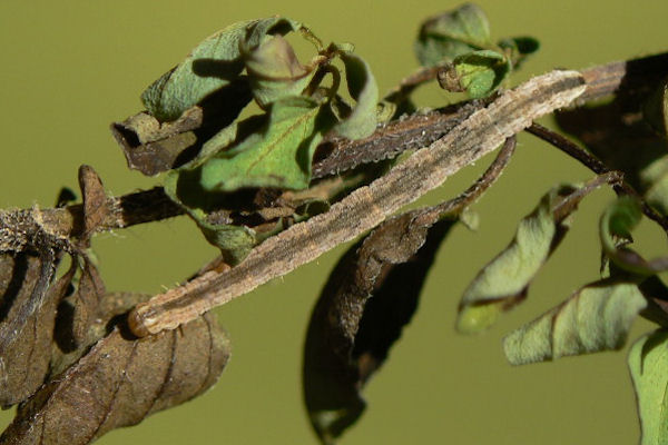 Eupithecia semigraphata: Bild 7