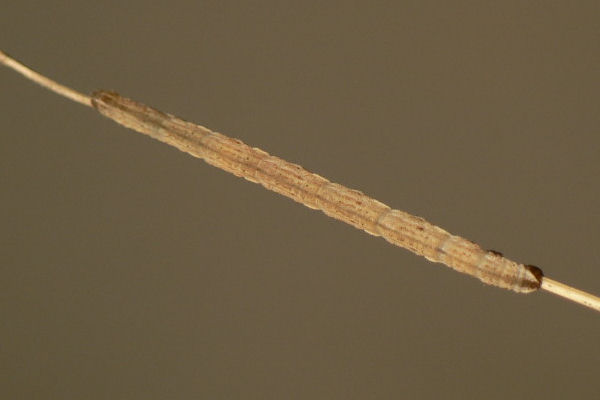 Eupithecia semigraphata: Bild 8