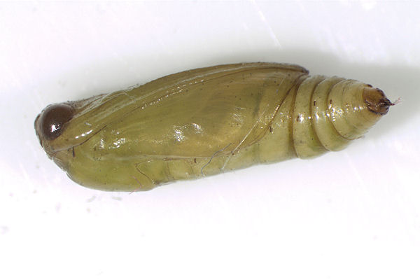 Coenotephria ablutaria hangayi: Bild 43