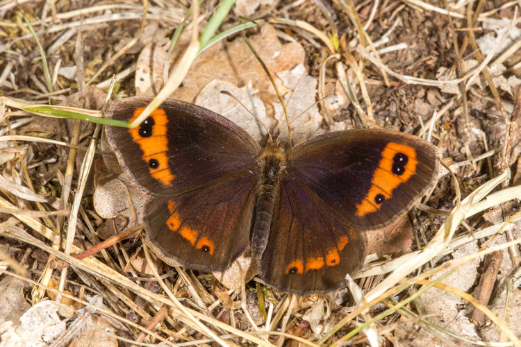 Erebia neoridas: Bild 1