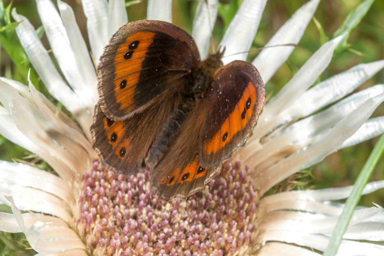 Erebia neoridas: Bild 3