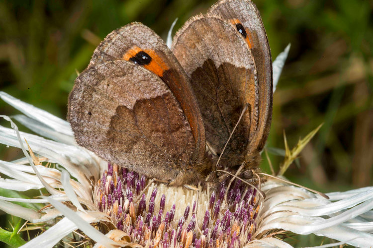 Erebia neoridas: Bild 5