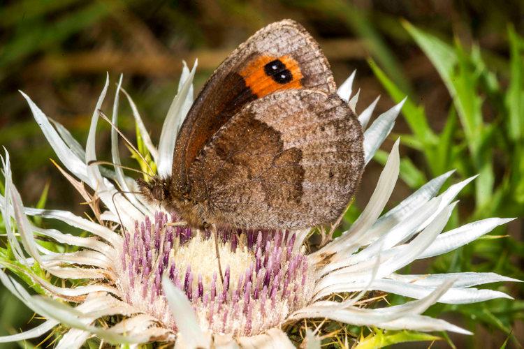 Erebia neoridas: Bild 6