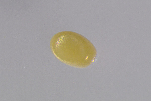Carsia lythoxylata: Bild 6