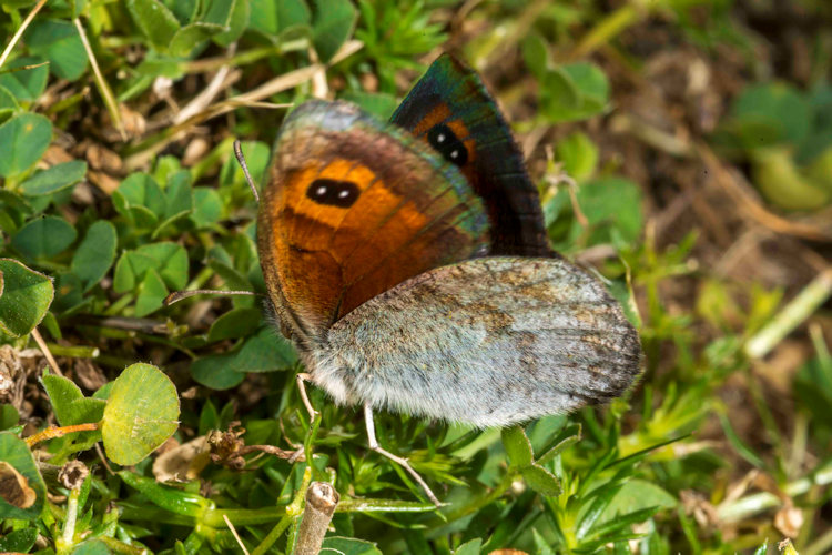 Rhodostrophia discopunctata: Bild 54