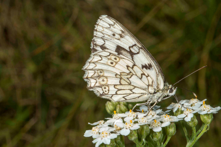 Epirrita christyi: Bild 19