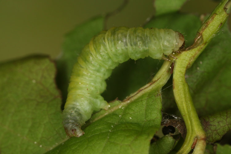 Pasiphila debiliata: Bild 6