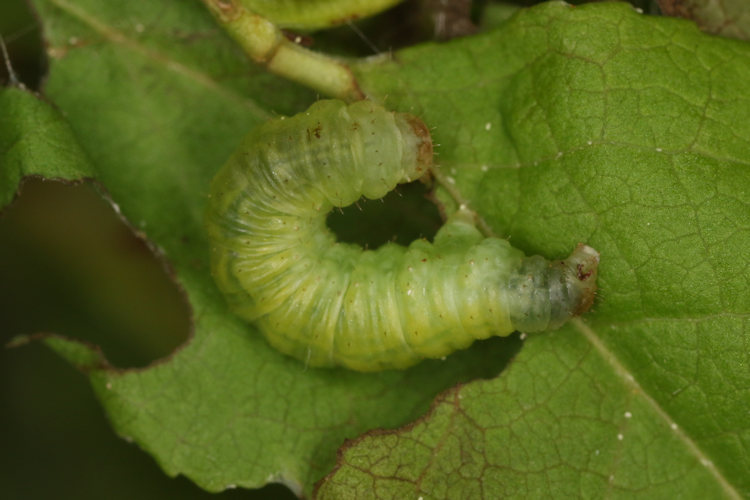 Pasiphila debiliata: Bild 8