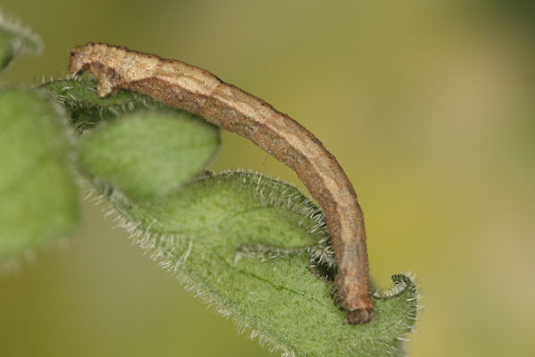 Idaea deversaria: Bild 61