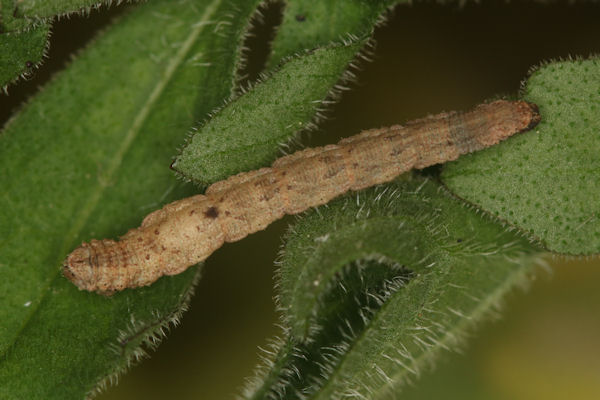 Idaea deversaria: Bild 62