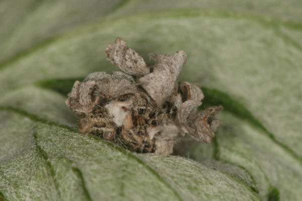 Antonechloris smaragdaria: Bild 20