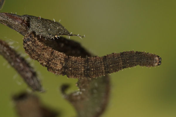 Idaea rusticata: Bild 31