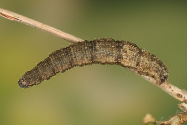 Idaea rusticata: Bild 32