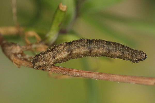 Idaea rusticata: Bild 33