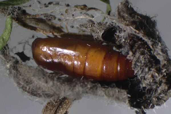 Idaea rusticata: Bild 42