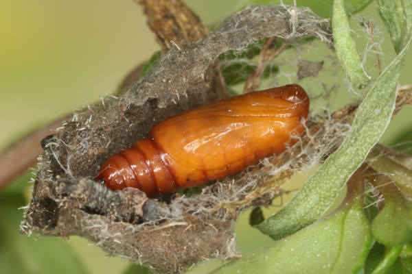 Idaea rusticata: Bild 43