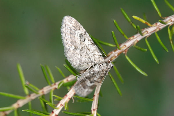 Eupithecia nanata: Bild 3