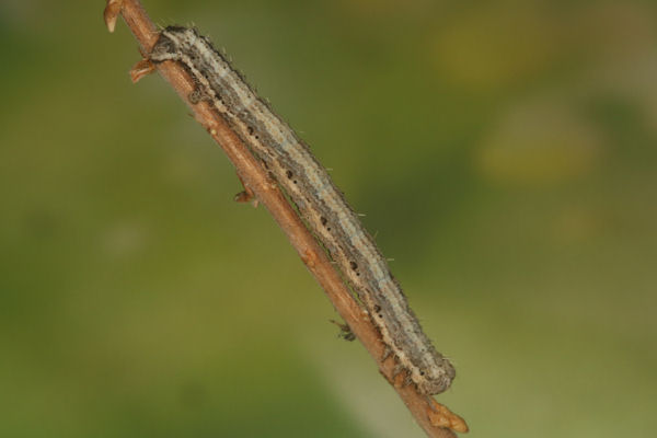 Scotopteryx bipunctaria: Bild 25