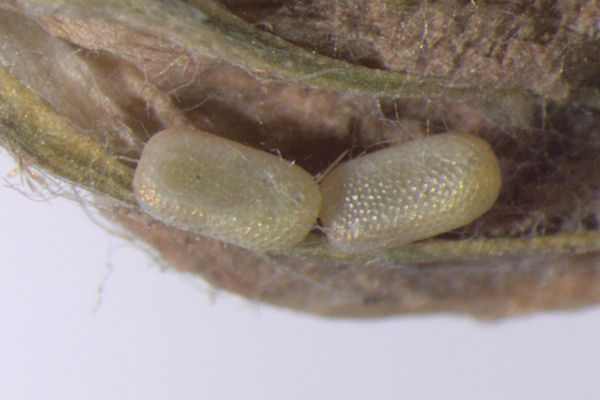 Lythria purpuraria: Bild 1