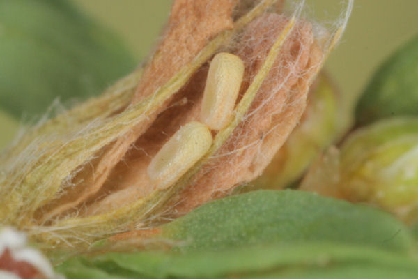 Lythria purpuraria: Bild 2