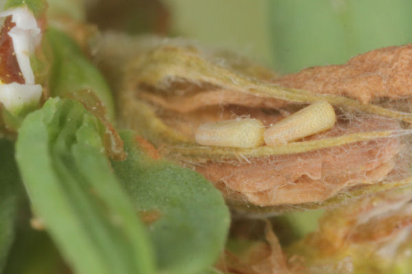 Lythria purpuraria: Bild 3