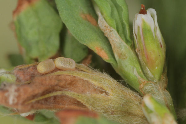 Lythria purpuraria: Bild 4