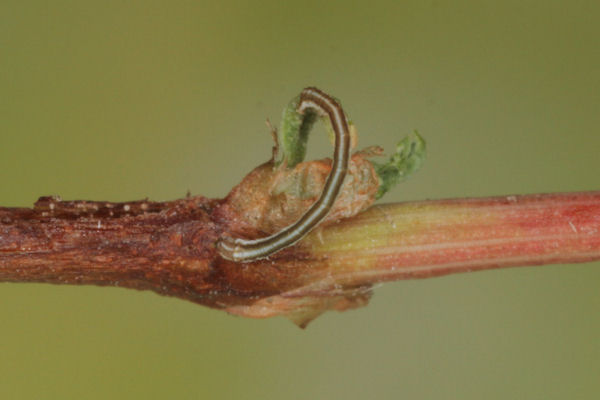 Lythria purpuraria: Bild 6