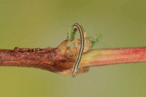 Lythria purpuraria: Bild 7