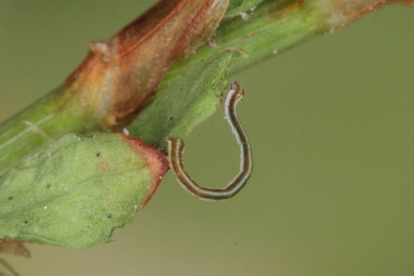Lythria purpuraria: Bild 8