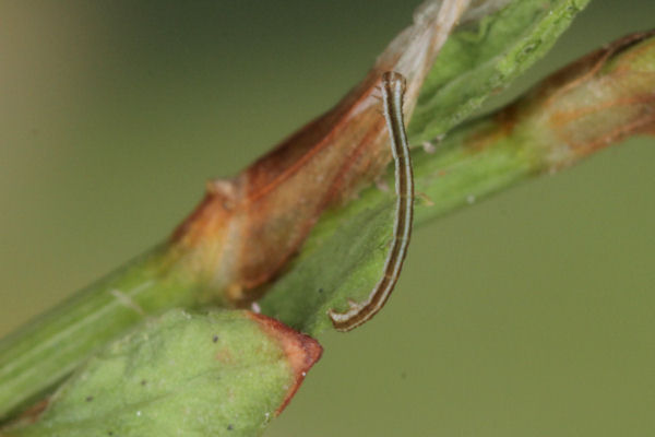 Lythria purpuraria: Bild 9