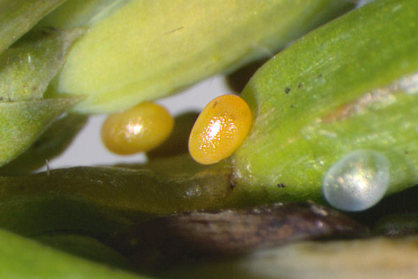 Eupithecia intricata: Bild 1