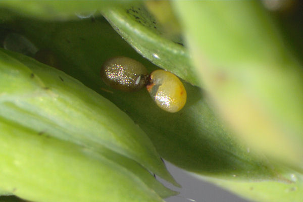 Eupithecia intricata: Bild 2